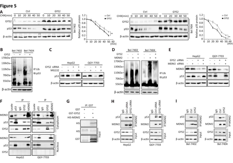 免疫共沉淀（Co-IP）、LC-MS/MS蛋白质谱鉴定-客户文献-6686体育生物.png