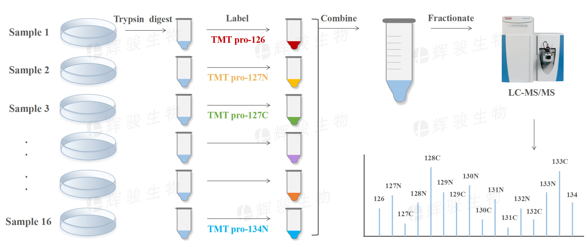 6686体育生物TMT实验流程图