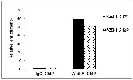 6686体育生物chip试剂盒使用案例-ChIP-qPCR结果统计图
